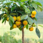 citrus mitis