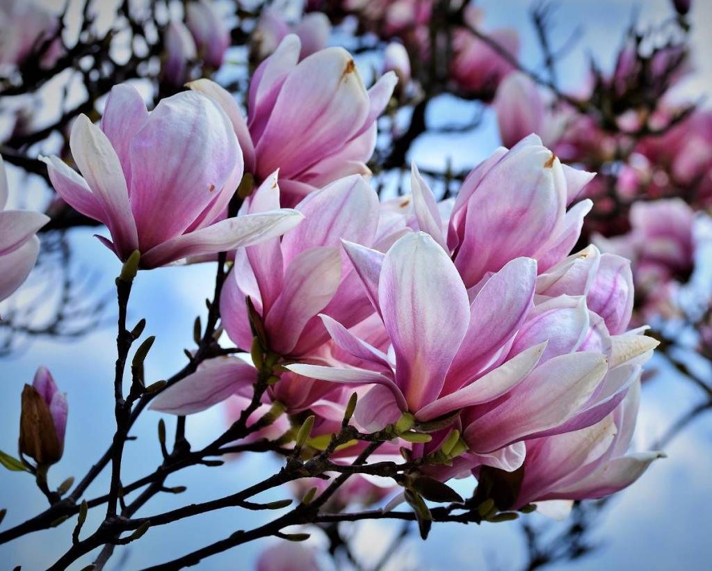 Magnolia, arbre à fleurs