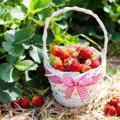 Fraisier variete fraise