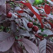 Prunus cerasifera 'Pissardii' - Prunier Cerise