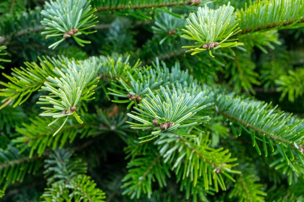 Sapin Nordmann - Abies nordmanniana