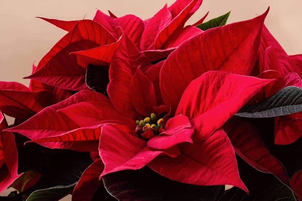 faire rougir poinsettia