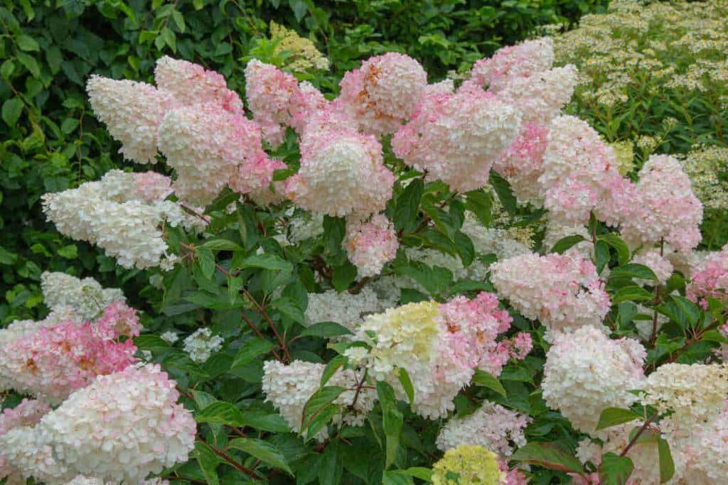 Hortensia Vanille Fraise - Hydrangea paniculata