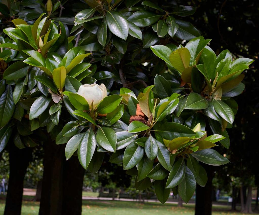 Magnolia grandiflora persistant