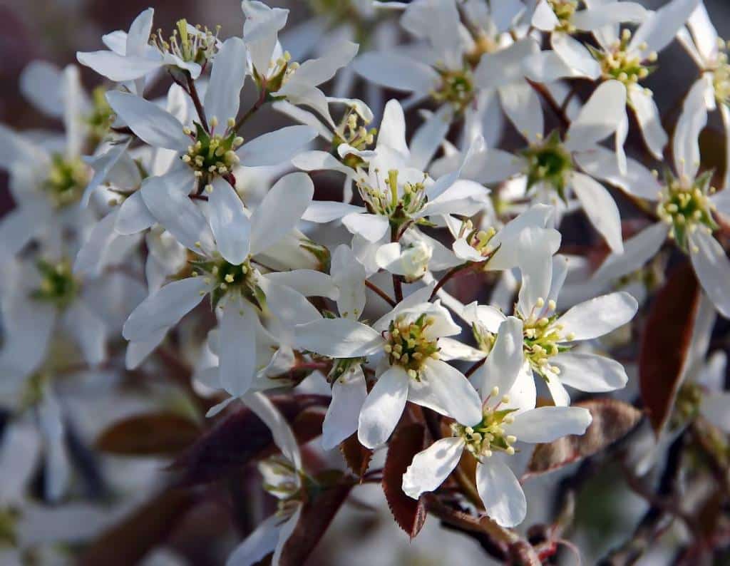 Amelanchier canadensis - Amélanchier du Canada