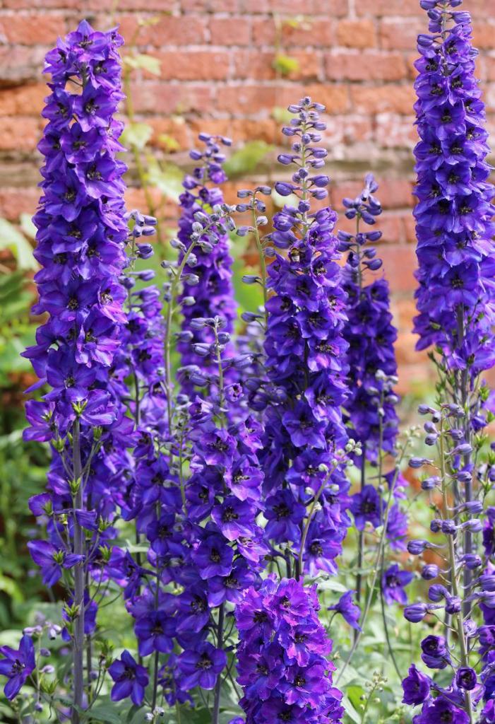 Delphinium Pacific