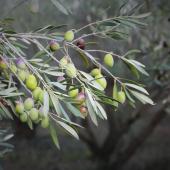 olivier nord