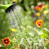 Urine engrais utilisation jardin