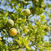 Bergamote arbre - Bergamotier - Citrus bergamia