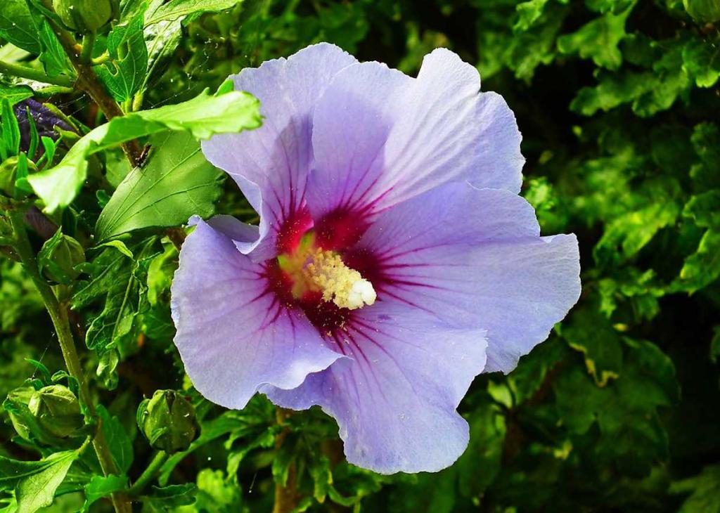 Hibiscus syriacus