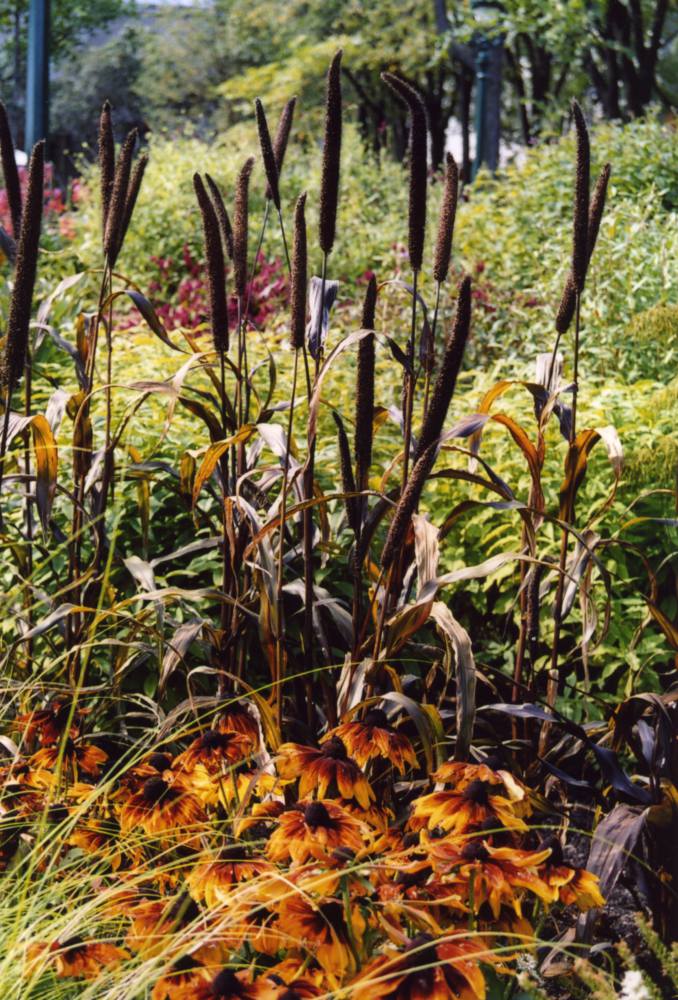 Pennisetum Rudbeckia.