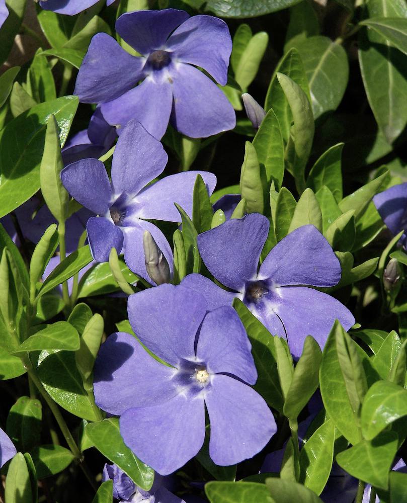 Petite pervenche - Vinca minor