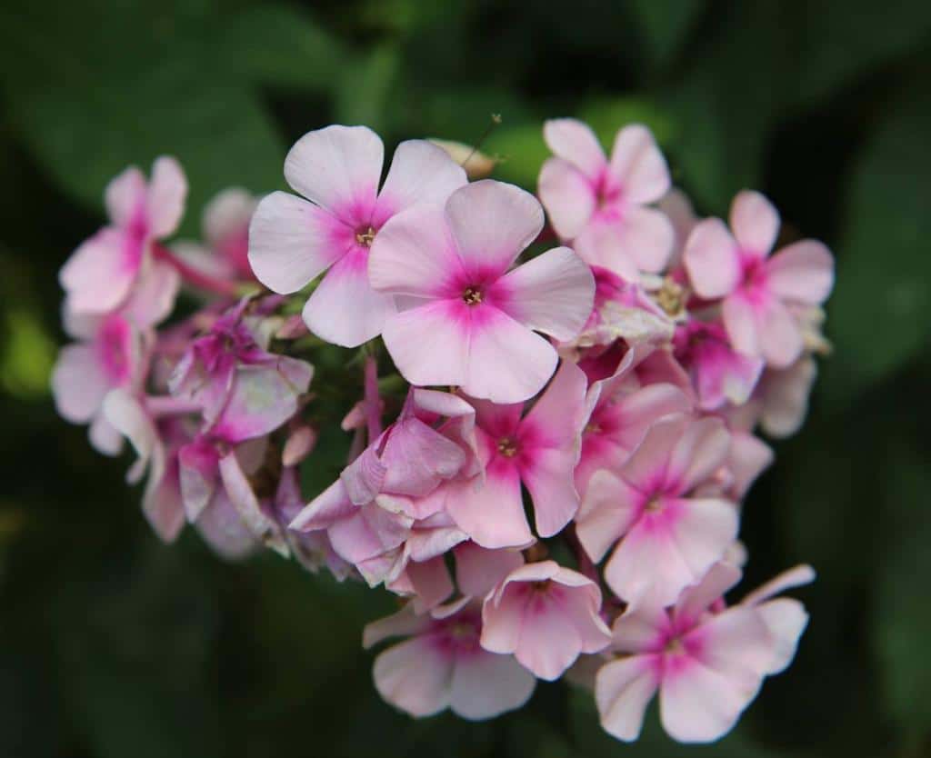 Phlox