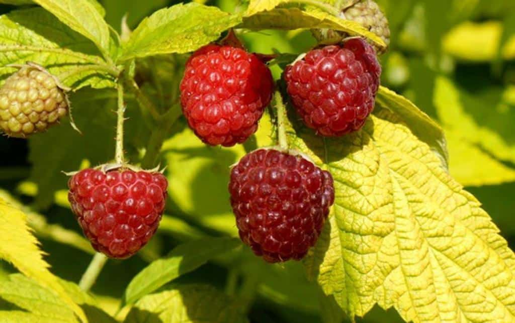 framboisier groovy framboise