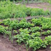 legumes pour potager sol terre acide