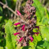 sauge colibri - Salvia spathacea
