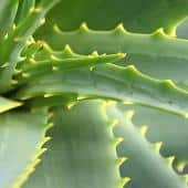Aloe plante