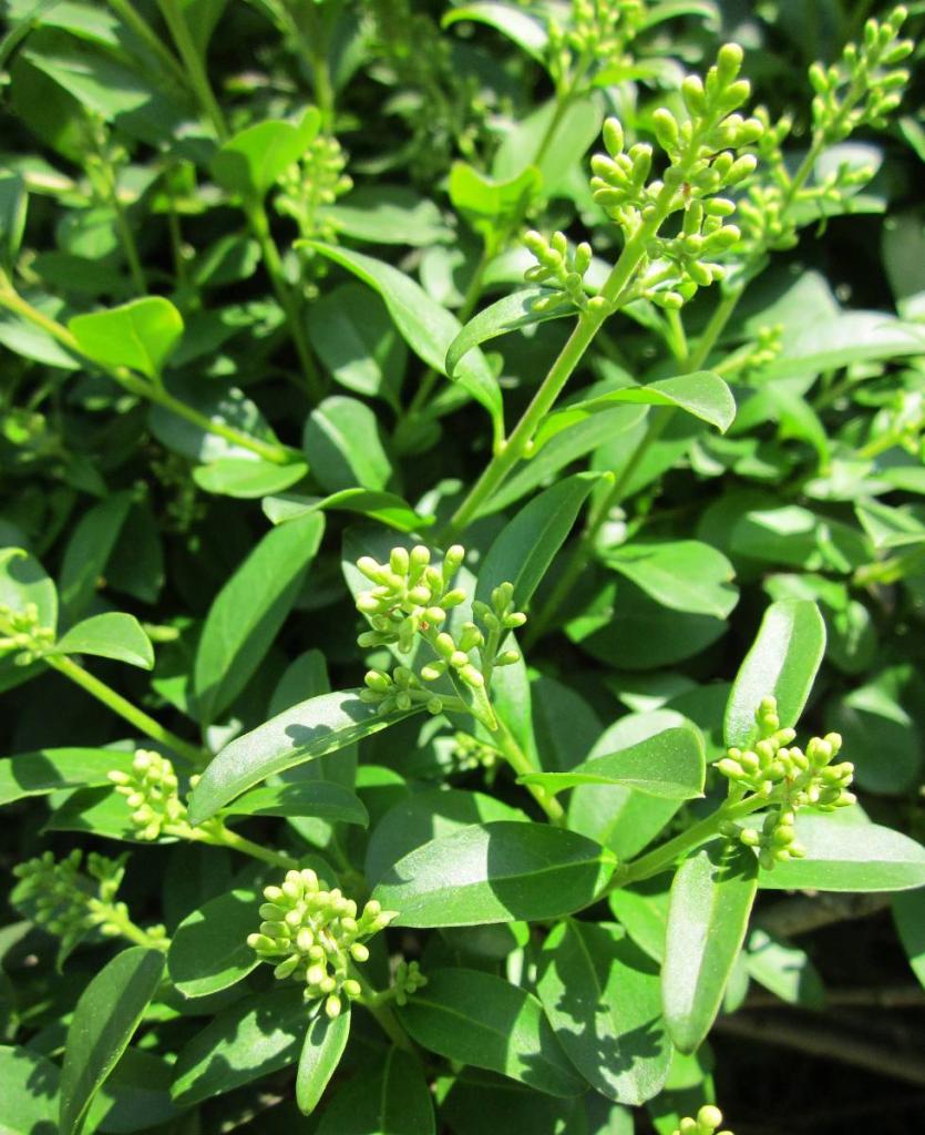 Ligustrum vulgare