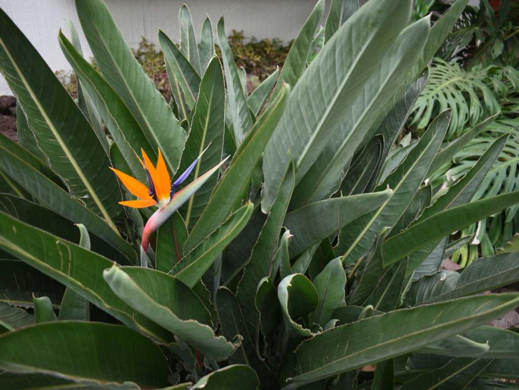 Strelitzia