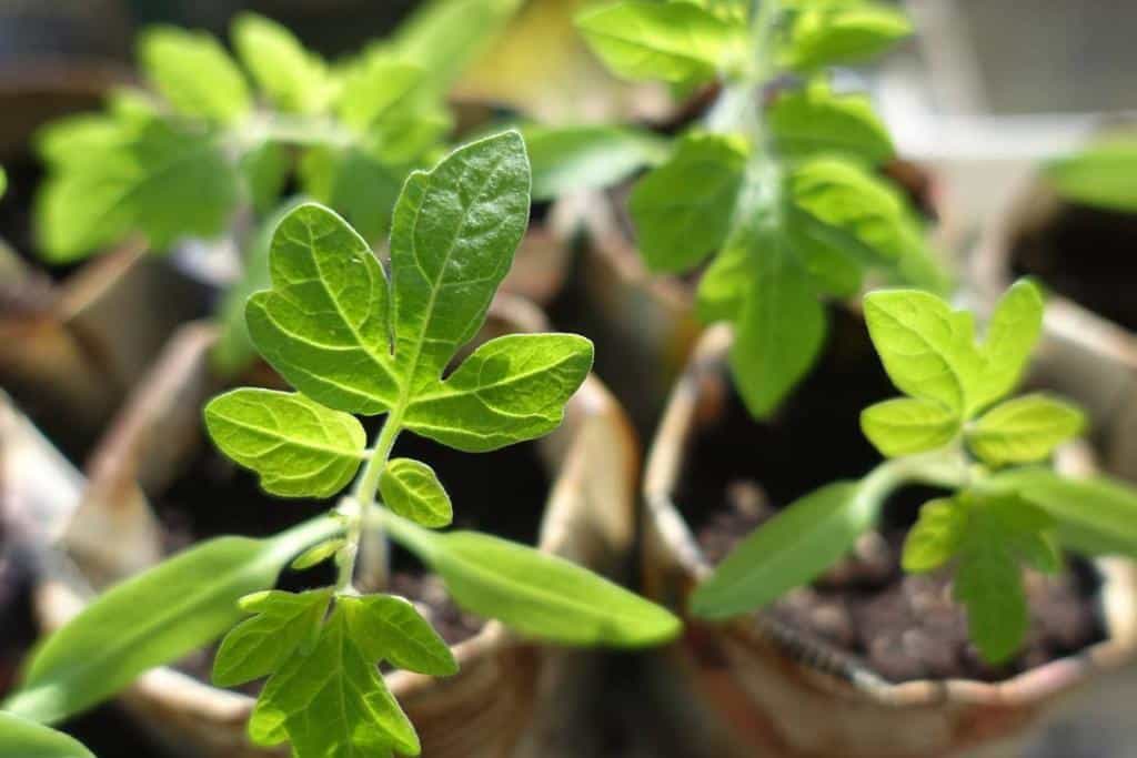 que faire Potager avril