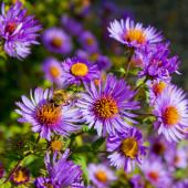 Aster automne