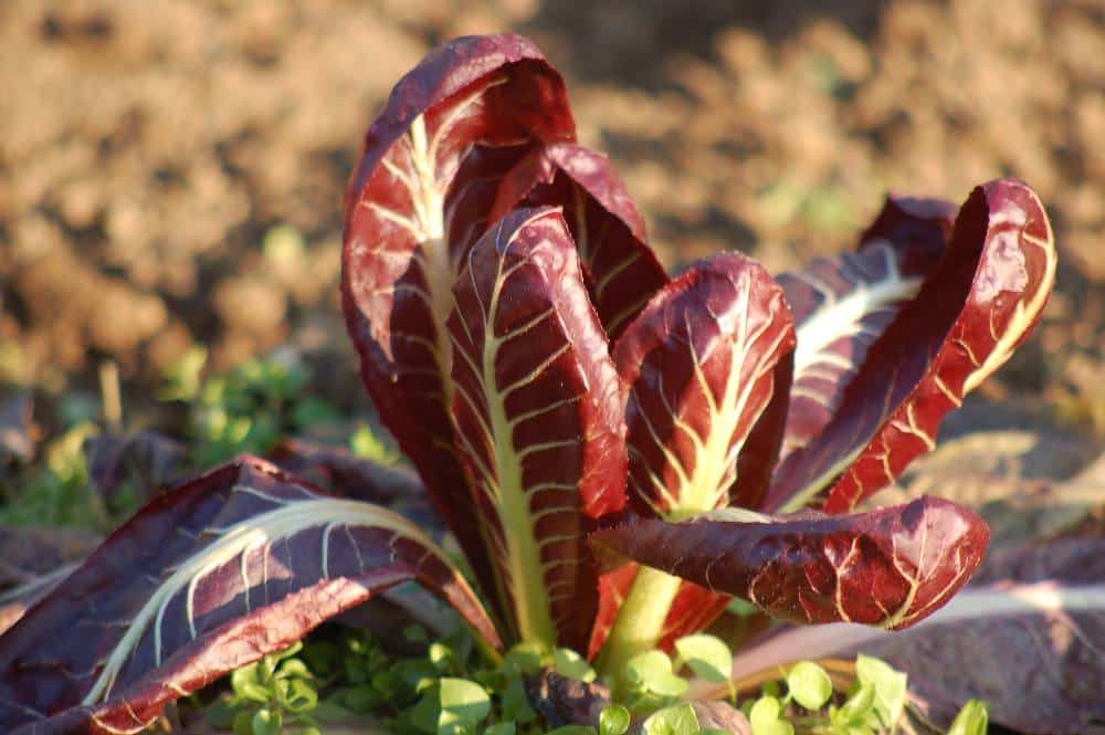 Potager en Novembre