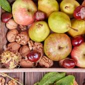 recolte conservation fruit automne