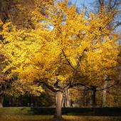arbre au feuille feuillage jaune or