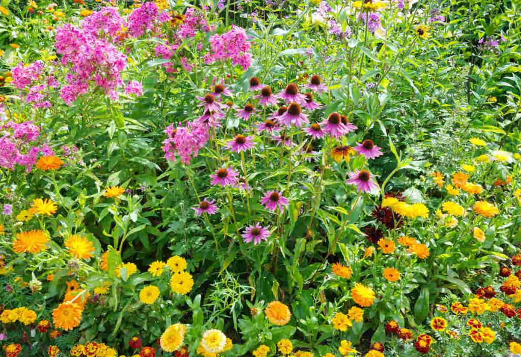 Fleurs de fin d'été et d'automne