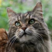 Maine coon chat