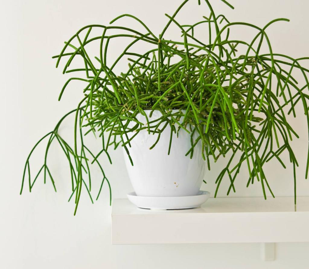 Rhipsalis