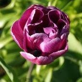 Tulipe Blue Diamond