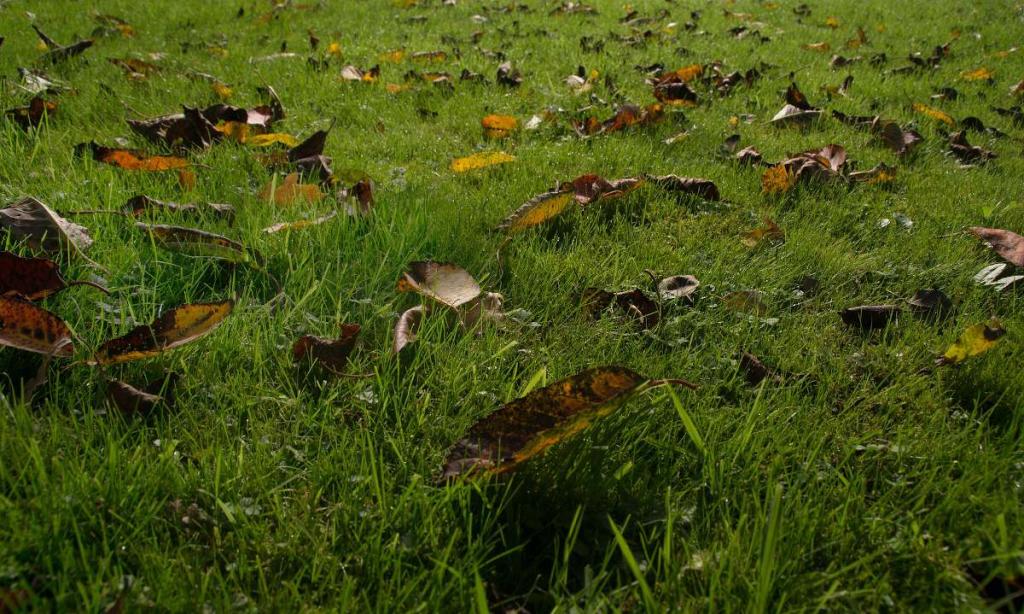 Gazon et pelouse, entretien à l'automne