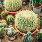 Cactophile - cactus - succulente