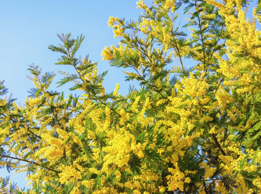 mimosa variétés