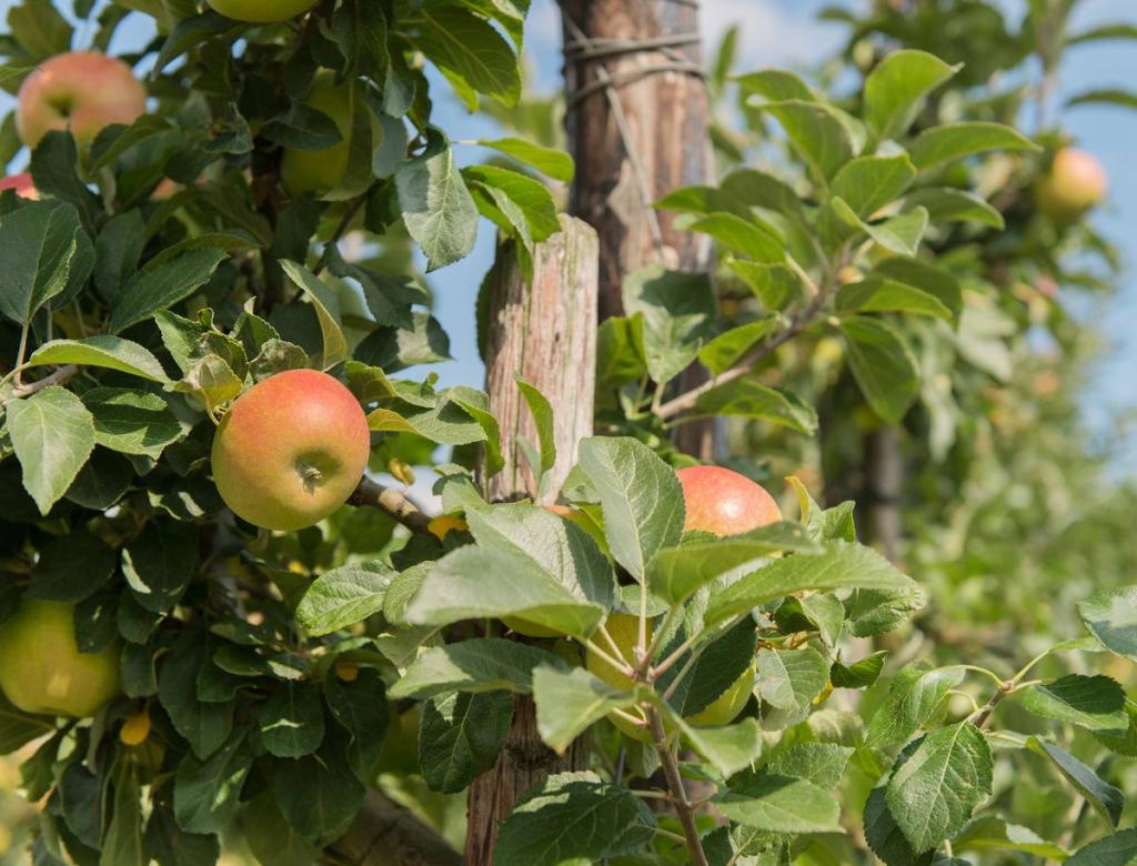 Variété de pommier ancien