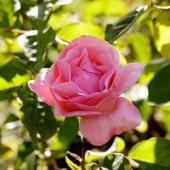 Rose Rosier Queen Elizabeth