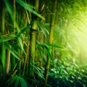 bambou plante