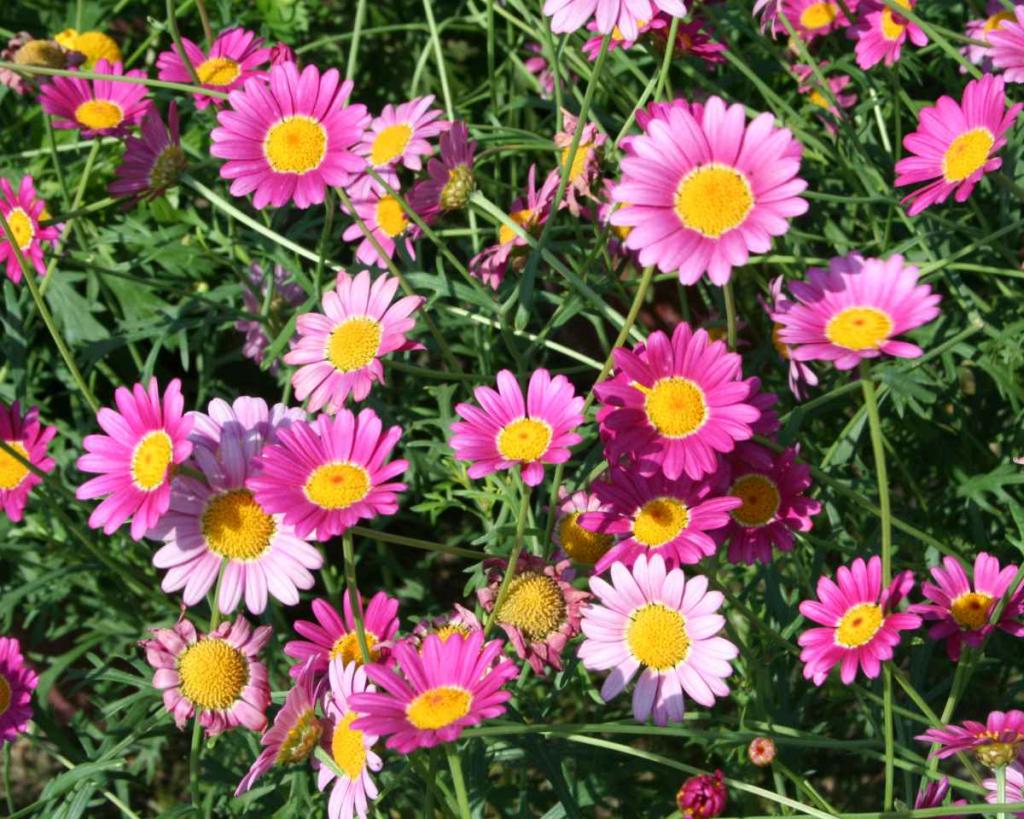 Anthemis des canaries - Argyranthemum frutescens