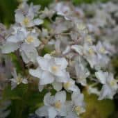 Hydrangea involucrata - hortensia nain