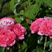 rosier rose Line renaud