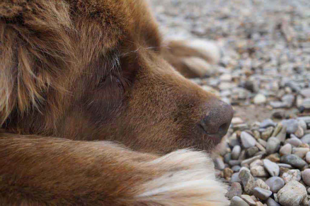 Les chiens qui aboient le moins : le Terre-Neuve