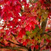 Erable rouge - Acer rubrum