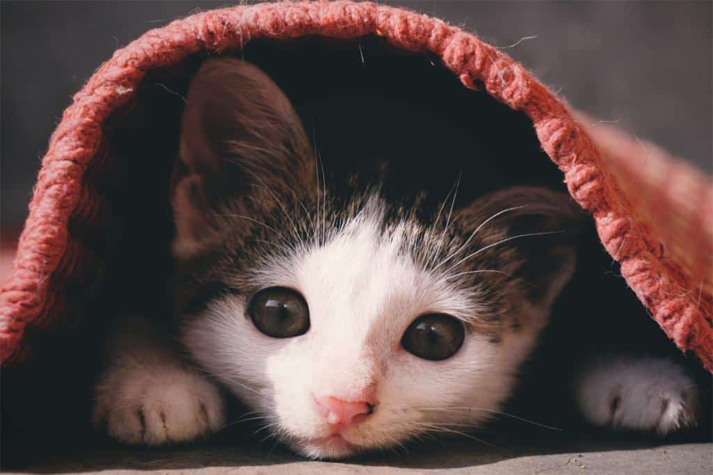 stress et anxiété chez le chat