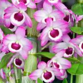 dendrobium - orchidee bambou