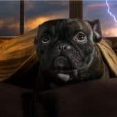 chien qui a peur de l'orage