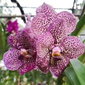Orchidée Vanda