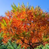 arbre feuillage rouge automne