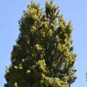 peuplier noir - Populus nigra
