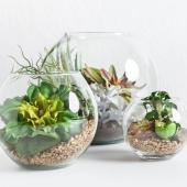 plantes pour terrarium ouvert